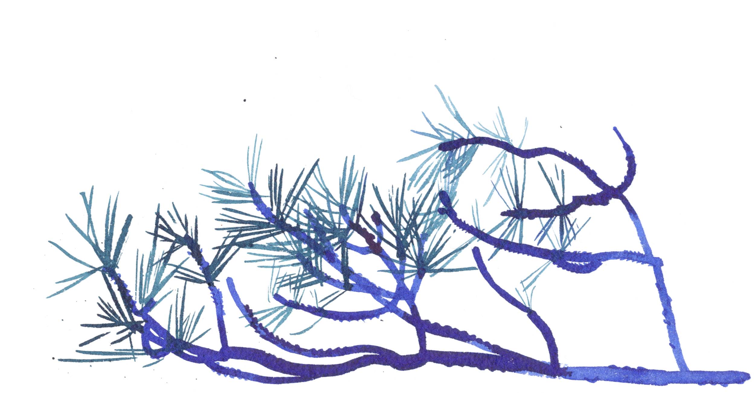 Tusche Illustration des Astes einer Tanne. Die Zeichnung ist in Blau und Grün gehalten.