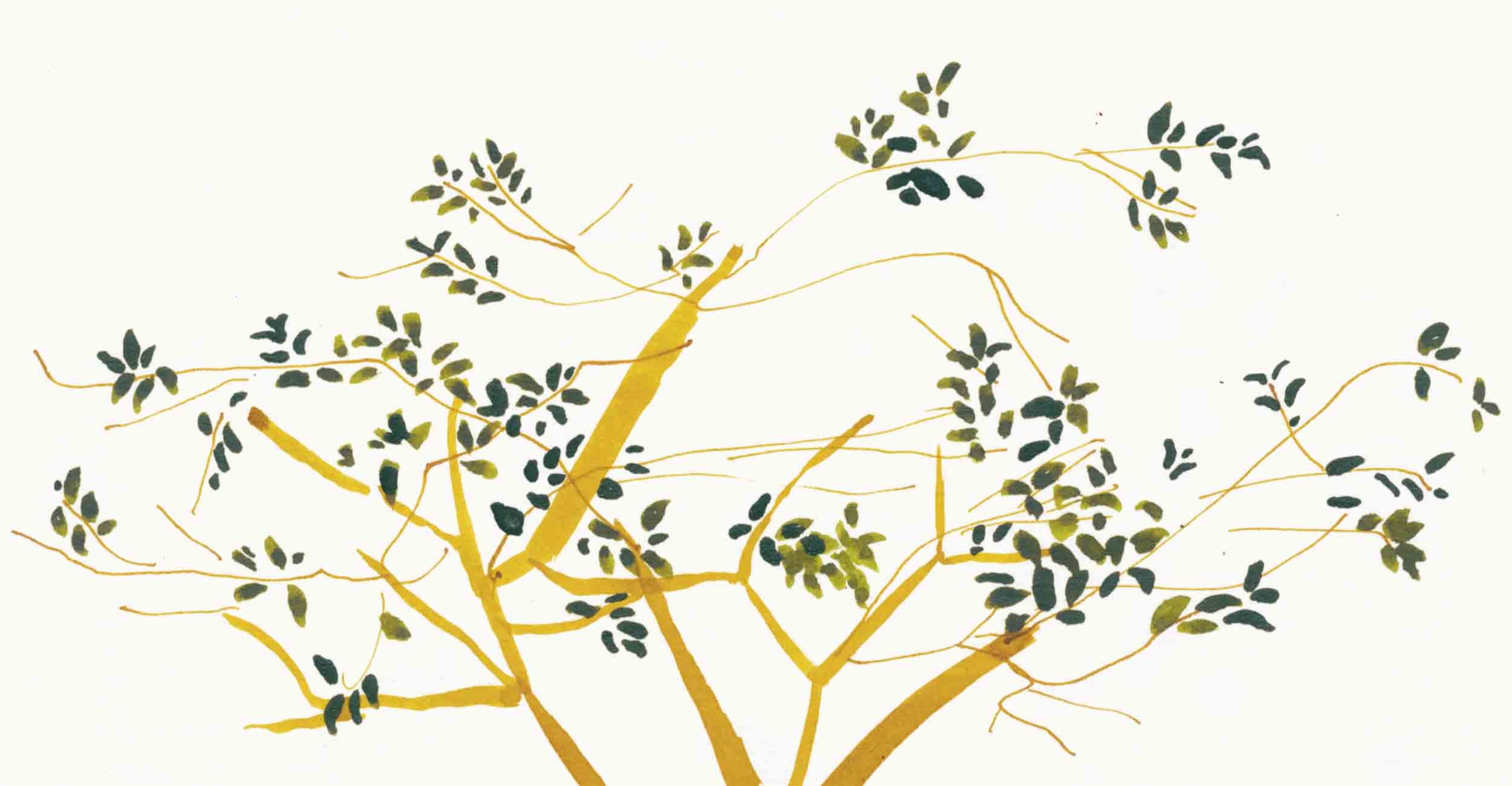 Feine Zeichnung auf Papier. In der Tusche Illustration ist ein zarter Baum im Sommer zu sehen. Dieser wurde mit Pinsel und Feder in Aquarell Farben Ocker und Goldgrün gemalt.