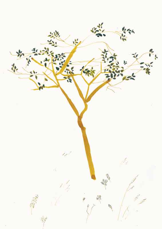 Feine Zeichnung auf Papier. In der Tusche Illustration ist ein zarter Baum im Sommer zu sehen. Dieser wurde mit Pinsel und Feder in Aquarell Farben Ocker und Goldgrün gemalt.  